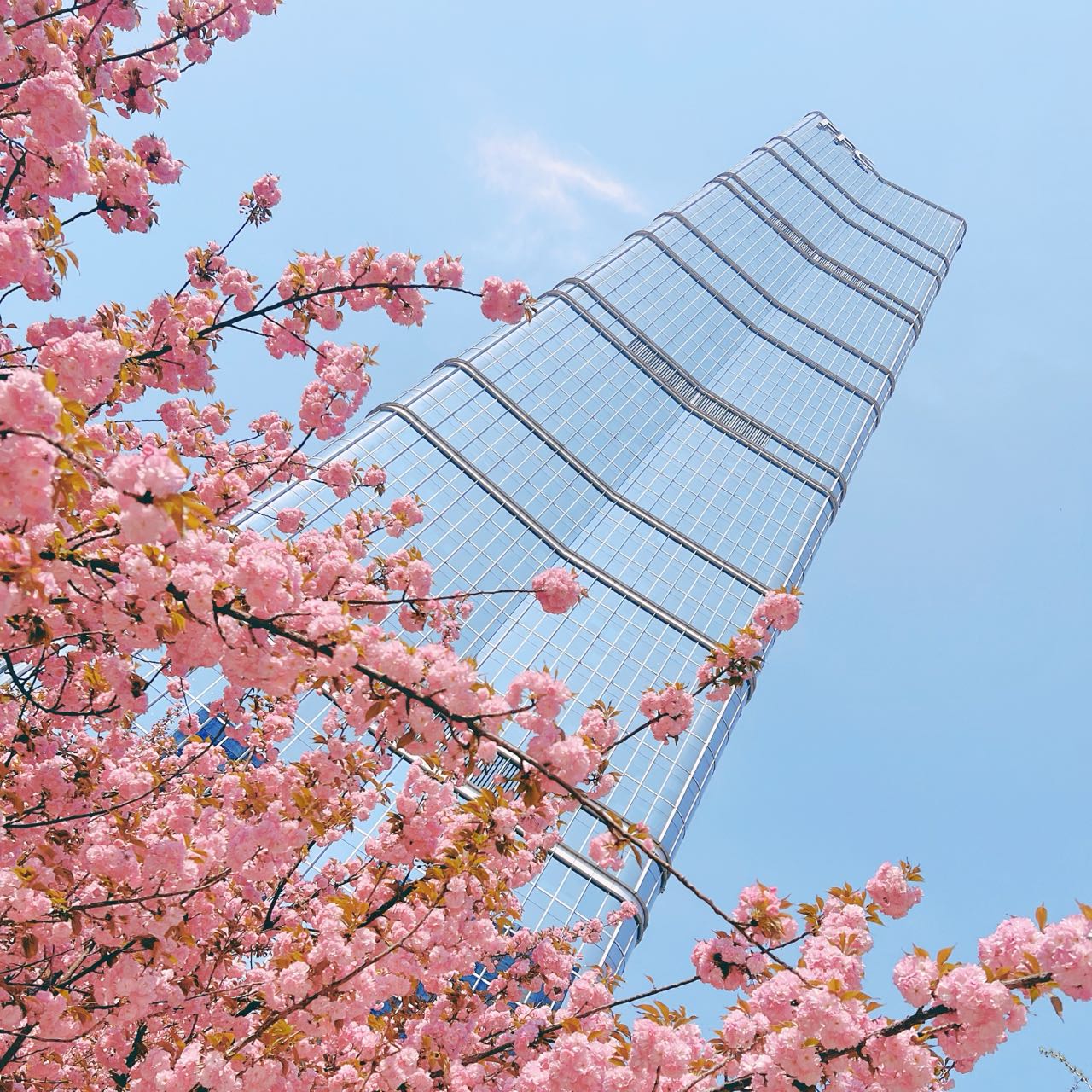 Photo taken on April 10, 2024 shows blooming flowers in Beijing. /CGTN
