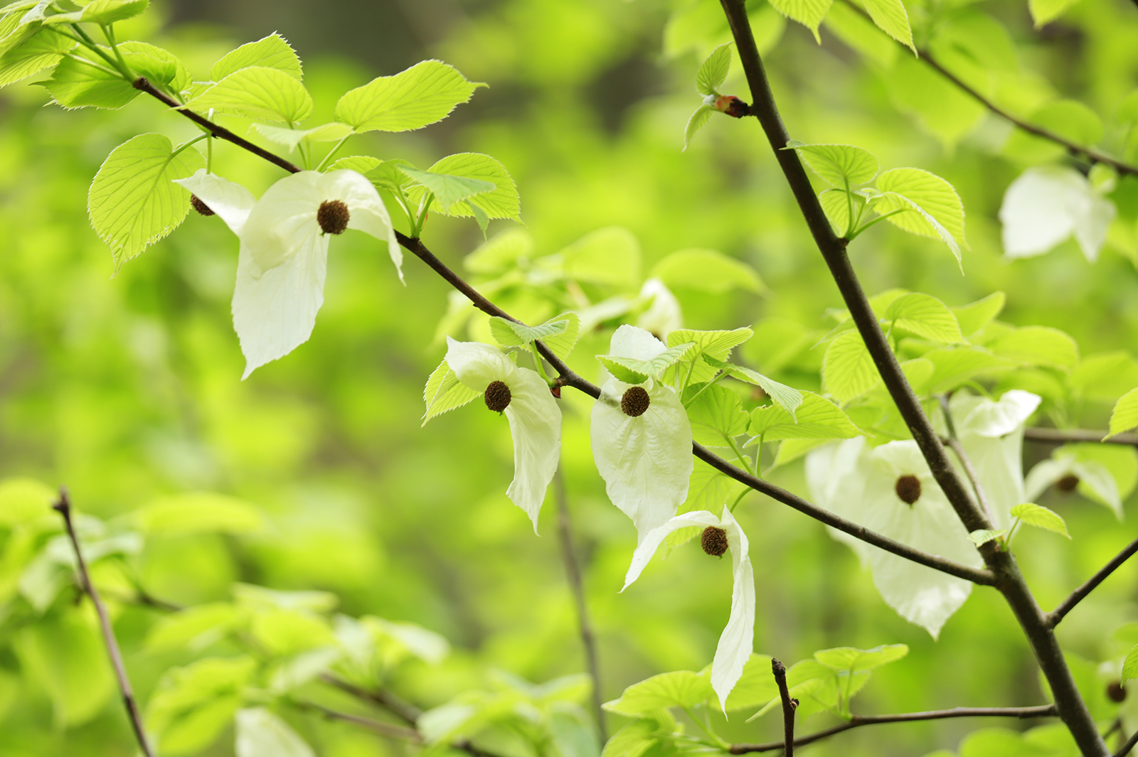 The Chinese dove trees at the western foot of Mount Fanjing in Tongren, Guizhou Province are in full bloom, resembling white doves flying in the forest. /Photo provide to CGTN by Tongren Integrated Media Center of Guizhou