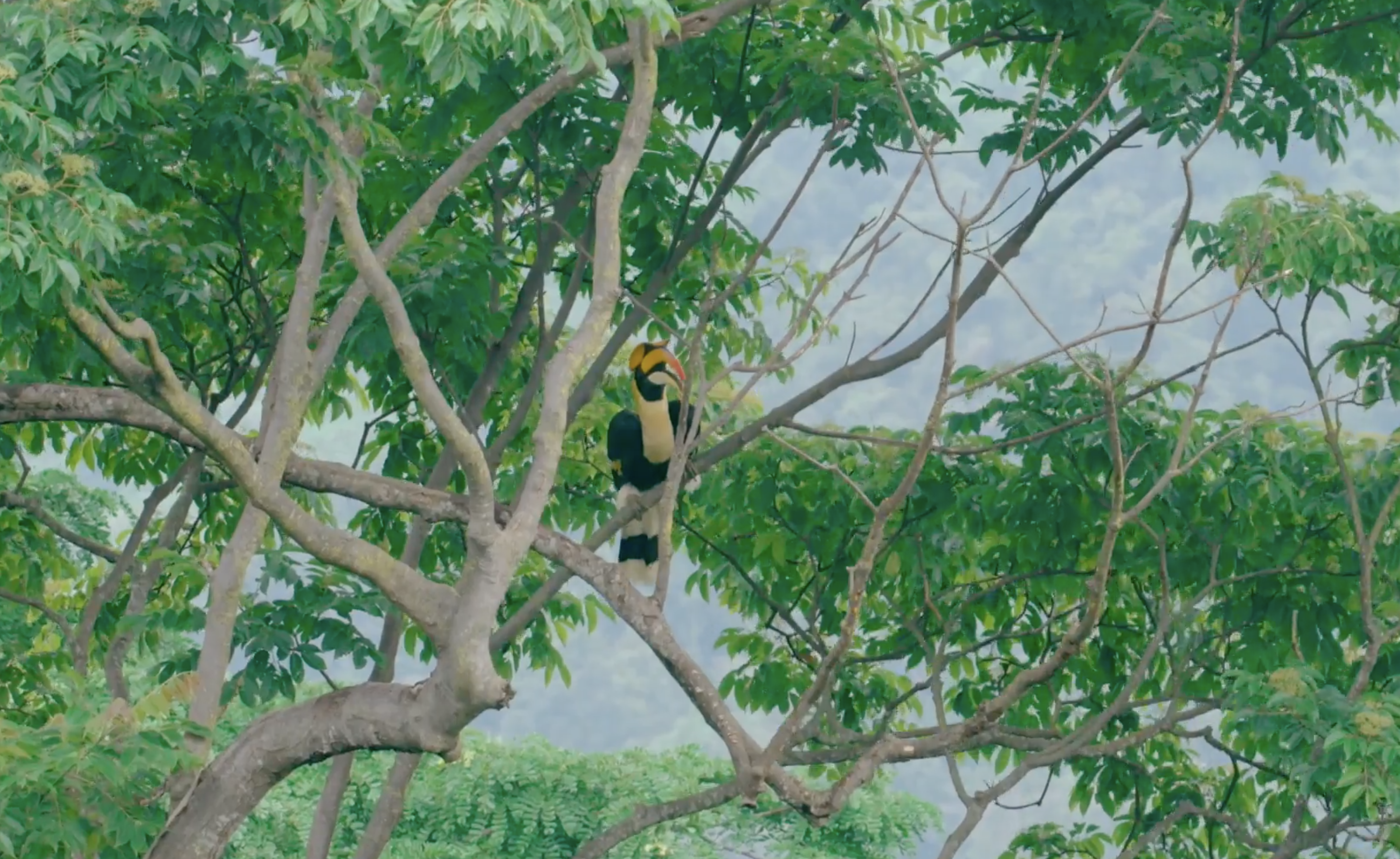 The great hornbill in Yunnan.  