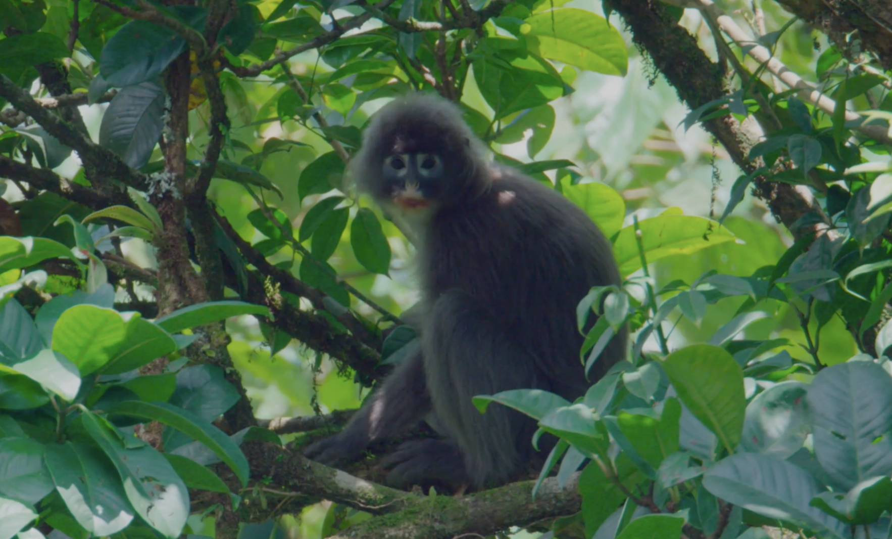 The Phayre's leaf monkey in Yunnan. /CGTN's 