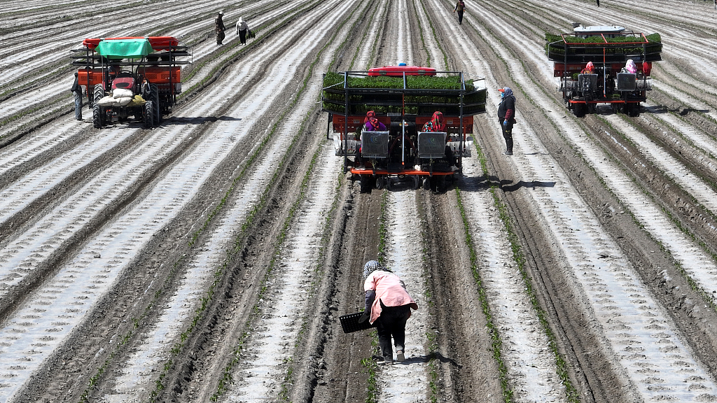 Farmers transplant tomato seedlings at a farm in northwest China's Xinjiang Uygur Autonomous Region, April 7, 2024. /CFP