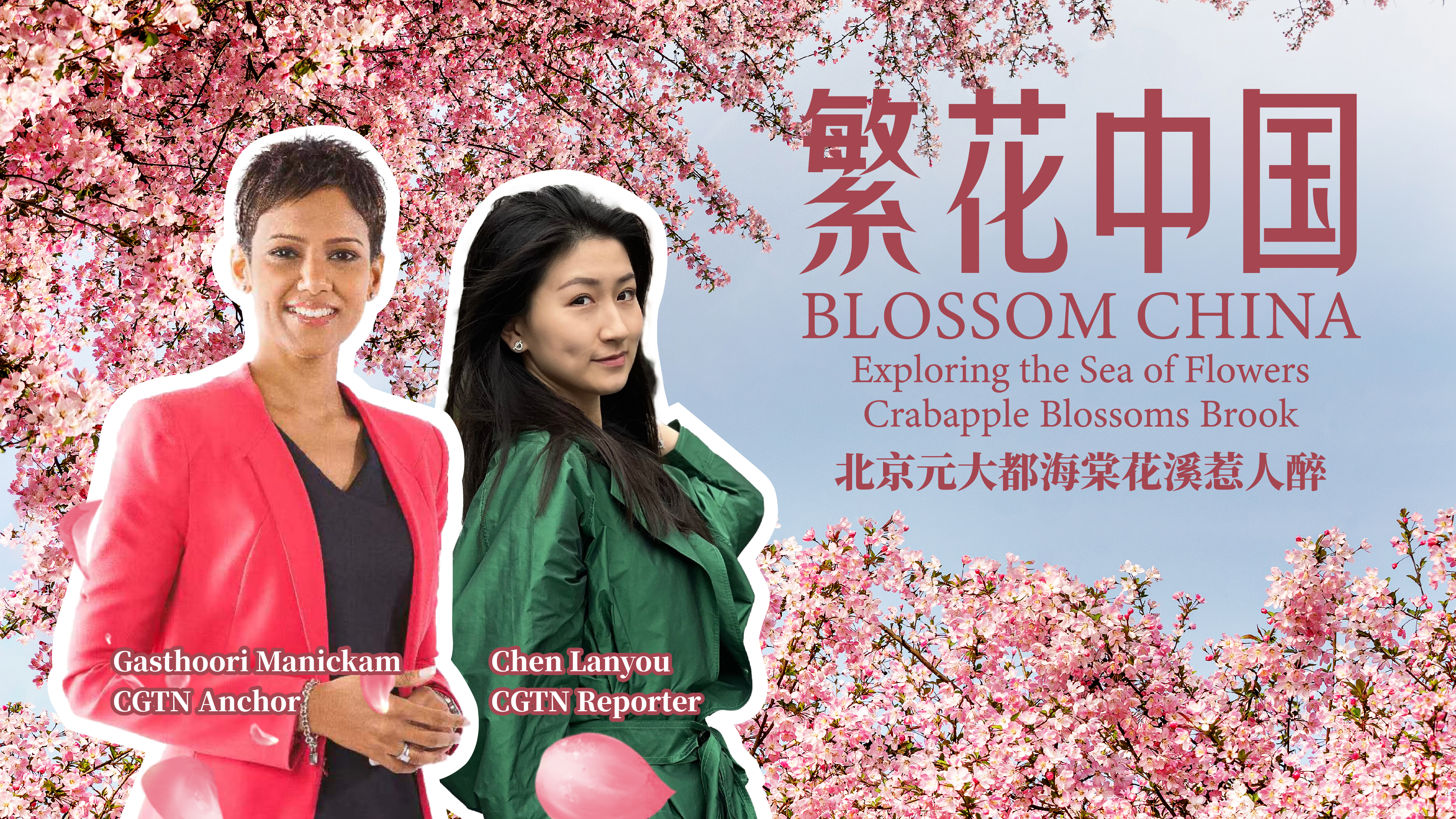 Live: Blossom China – Crabapple Flowers Blossom Brook in Beijing