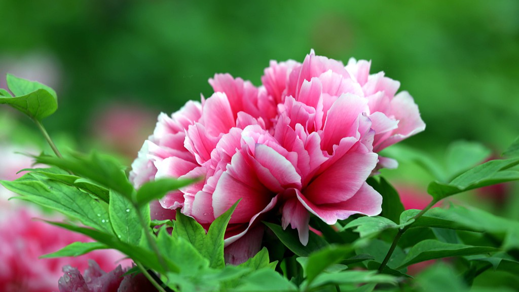 Live: The blooming peonies of Heze City – Ep. 6