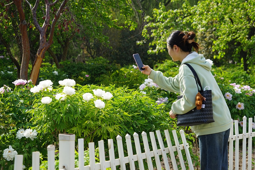 A visitor takes photos of peony flowers at Caozhou Peony Garden in Heze, Shandong Province on April 7, 2024. /CFP