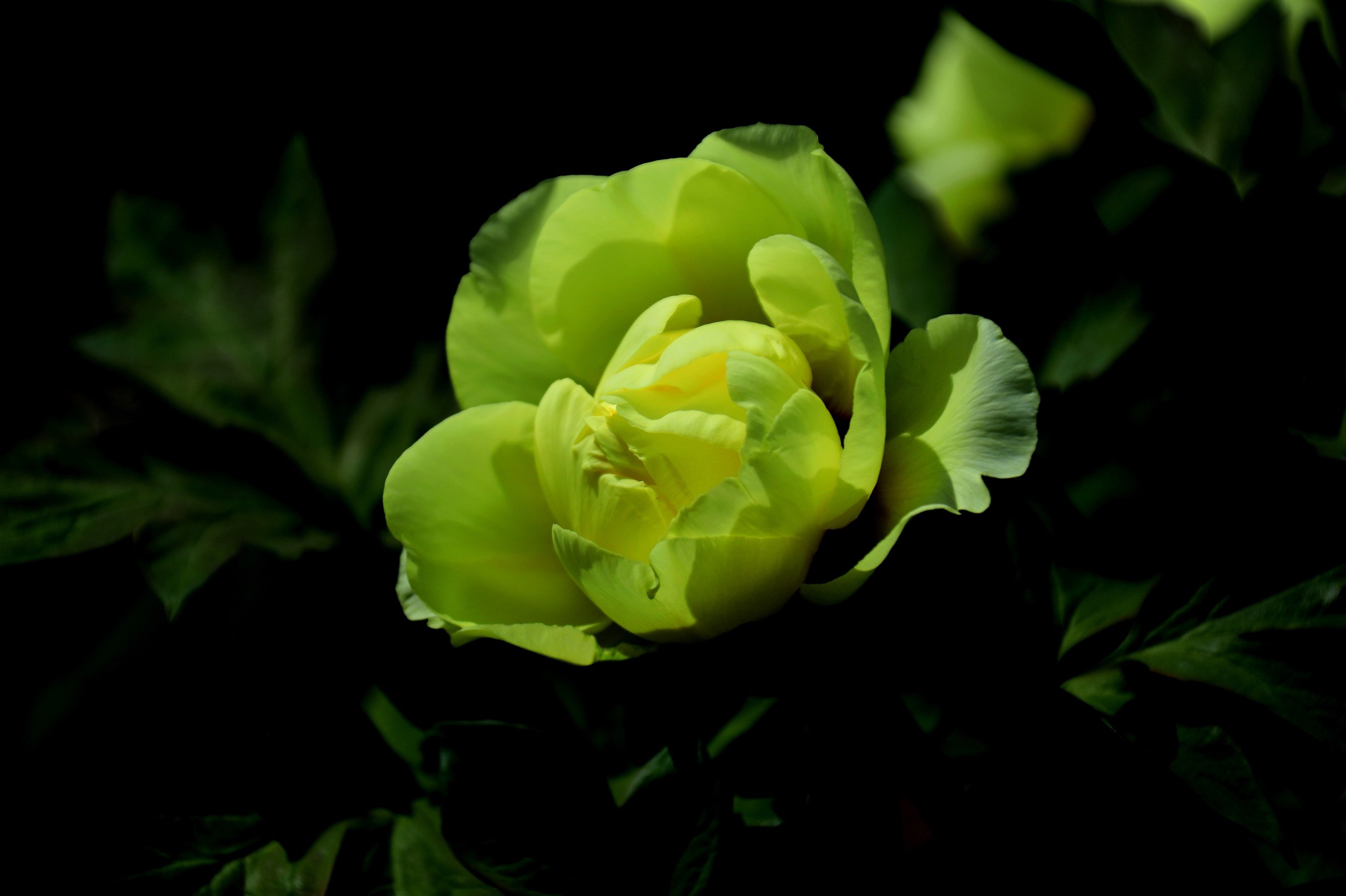 A file photo shows a close-up of a peony flower taken at Gujin Peony Garden in Heze, Shandong Province on April 9, 2023. /IC