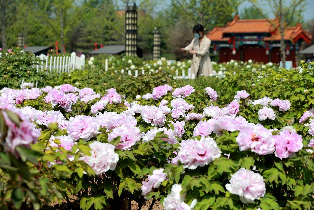 A visitor takes photos of peony flowers at Caozhou Baihua Garden in Heze, Shandong Province on April 8, 2024. /CFP