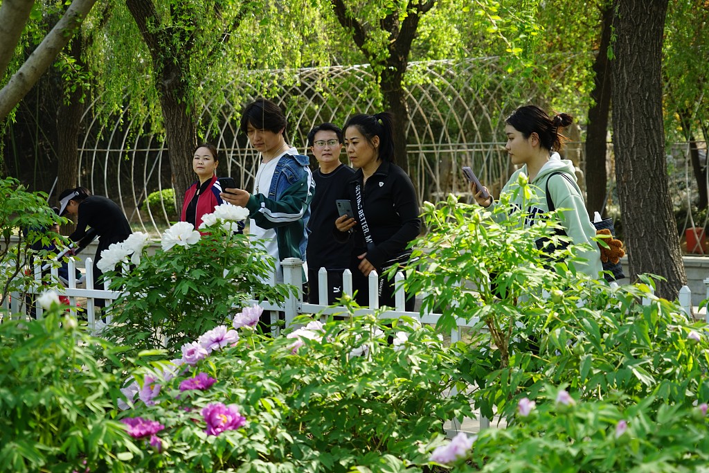 Visitors stroll around the Caozhou Peony Garden in Heze, Shandong Province on April 7, 2024. /CFP