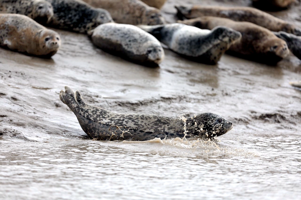 Spotted seals rest on a mudflat in Liaodong Bay in Panjin, Liaoning Province, April 9, 2024. /IC