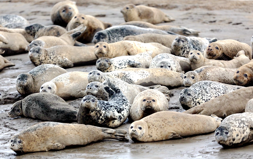 Spotted seals rest on a mudflat in Liaodong Bay in Panjin, Liaoning Province, April 9, 2024. /IC