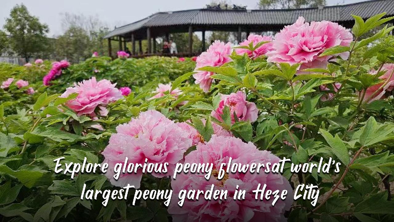 Peony Saw The Future With The Killer Archduke news.cgtn.com