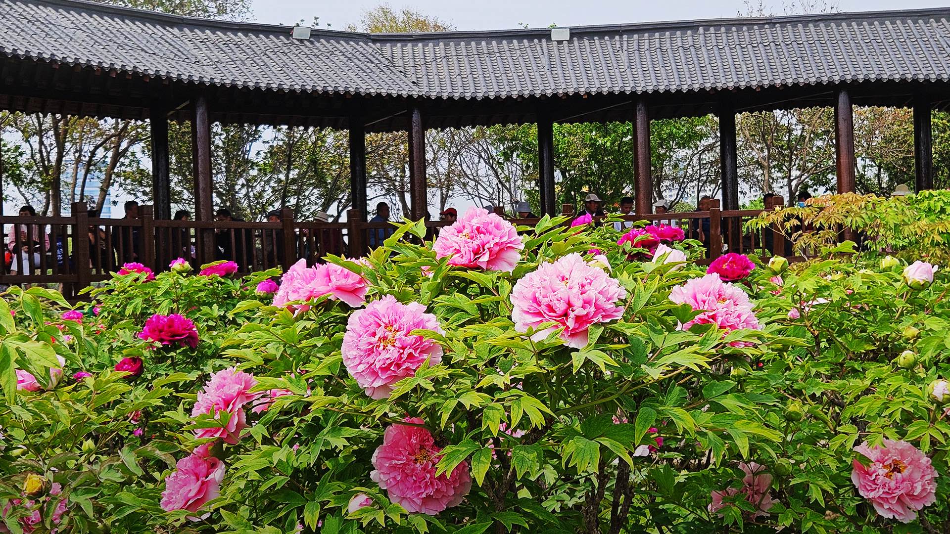 Peonies in full bloom in Heze City, Shandong Province, east China. /CGTN