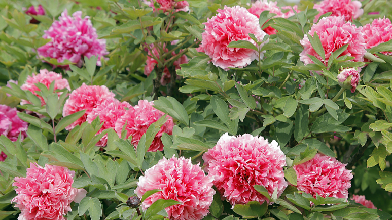 Live: The blooming peonies of Heze City – Ep. 7 