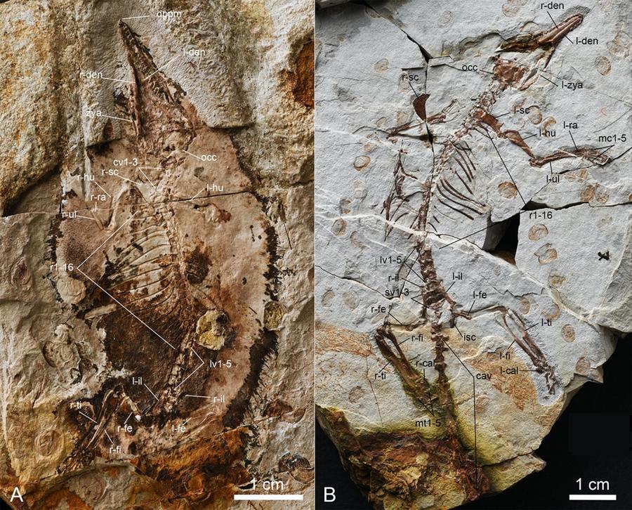 This image shows the Jurassic mammal fossils discovered in north China's Inner Mongolia Autonomous Region. /Image by the Institute of Vertebrate Paleontology and Paleoanthropology