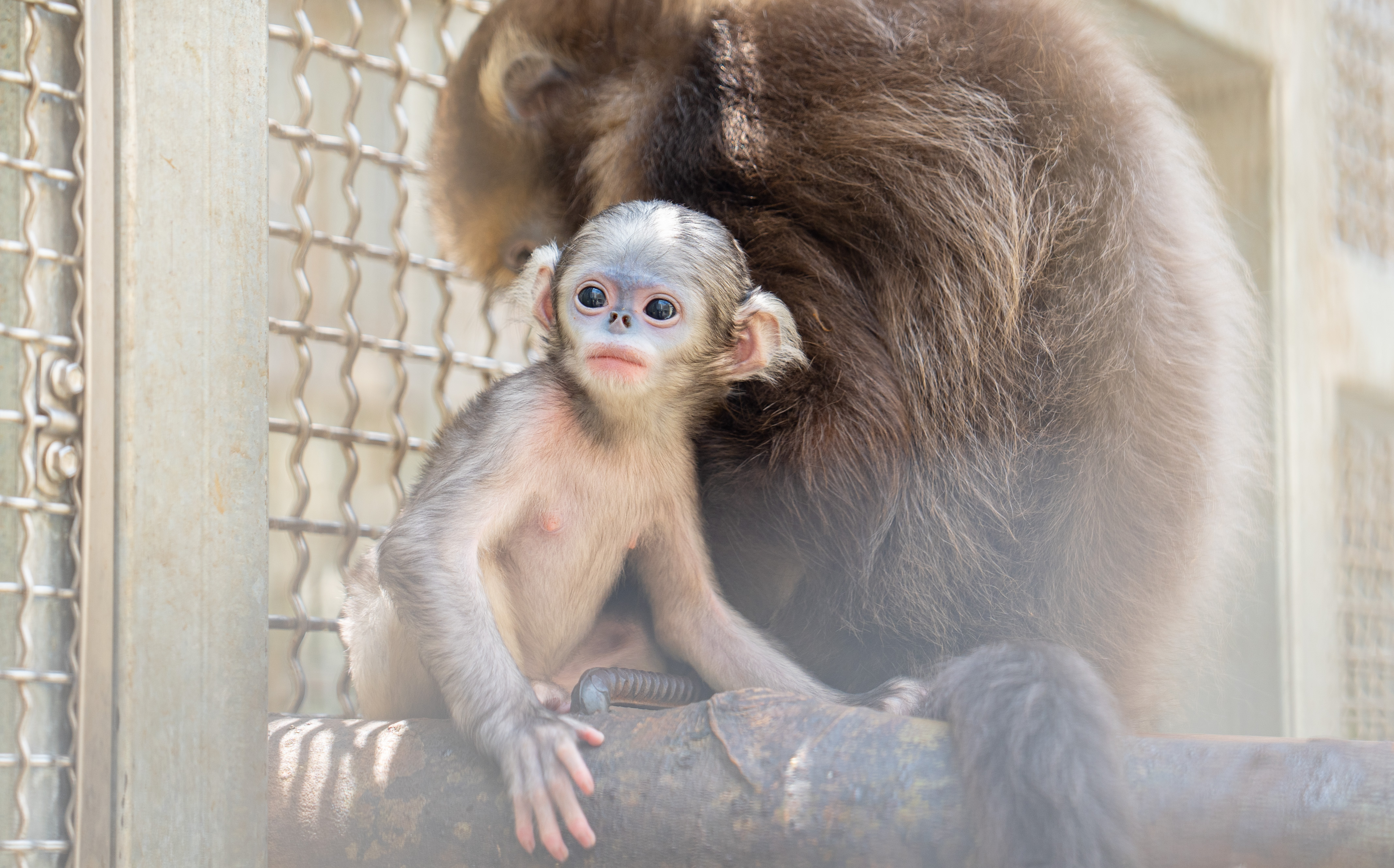A female grey snub-nosed monkey infant is pictured when she reaches 13 days old at the wildlife rescue center of Fanjingshan National Nature Reserve in southwest China's Guizhou Province, April 2, 2024. /Photo provided to CGTN