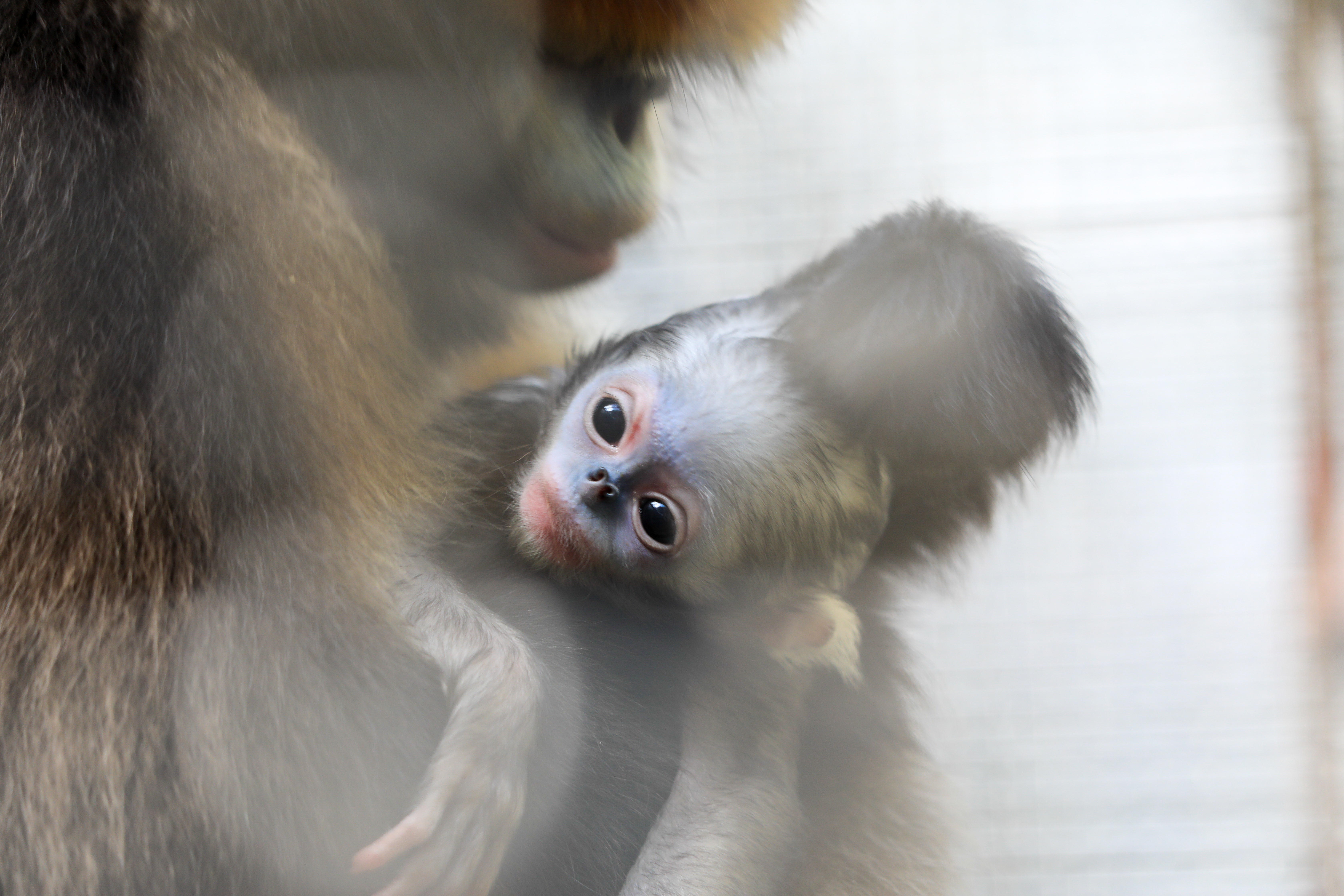 A photo shows a female grey snub-nosed monkey infant at 8 days old at the wildlife rescue center of Fanjingshan National Nature Reserve in southwest China's Guizhou Province, March 28, 2024. /Photo provided to CGTN