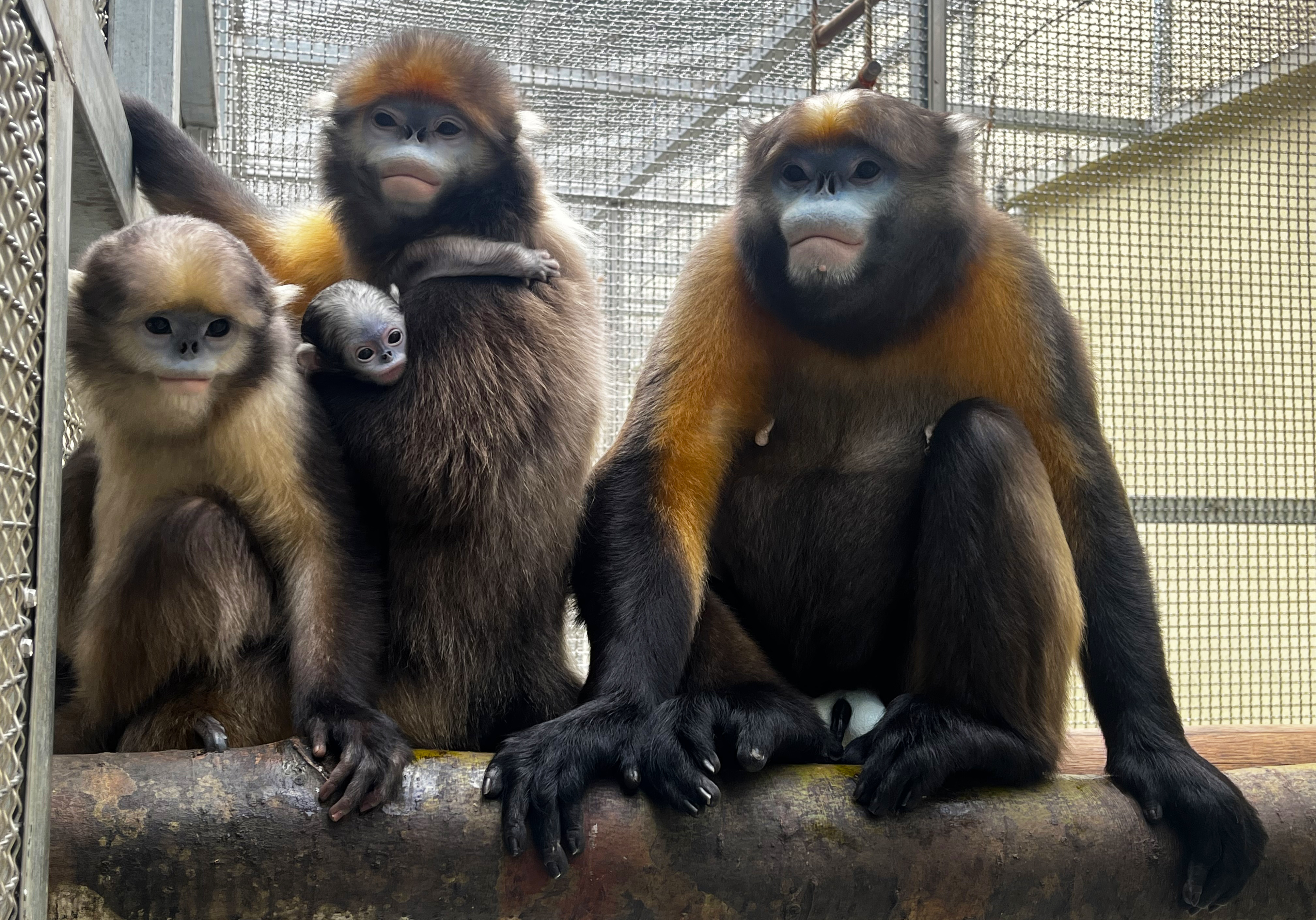 A photo shows the grey snub-nosed monkey family. From left to right are the infant’s sister Qianbao, the female infant, its mother Fanfan and father Tiantian, on April 2, 2024. /Photo provided to CGTN