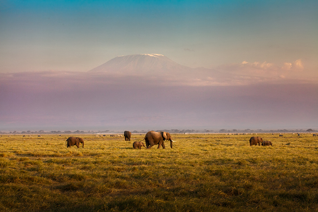 Scenery of African elephants on grassland of Kenya. /CFP