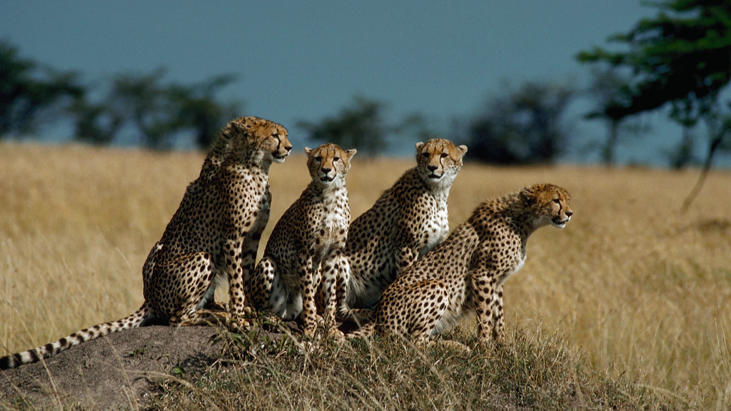 Cheetah pack on the grassland of Kenya. /CFP