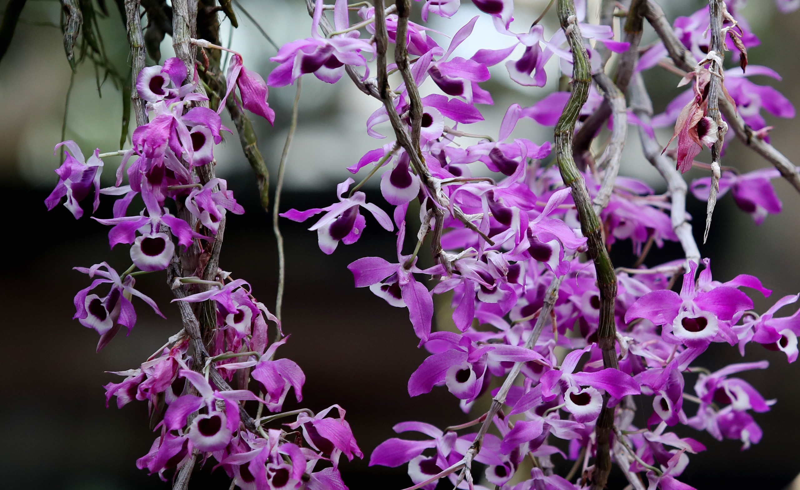 Dendrobium blooms are on display at the Kunming Botanical Garden in Yunnan Province on April 14, 2024. /IC