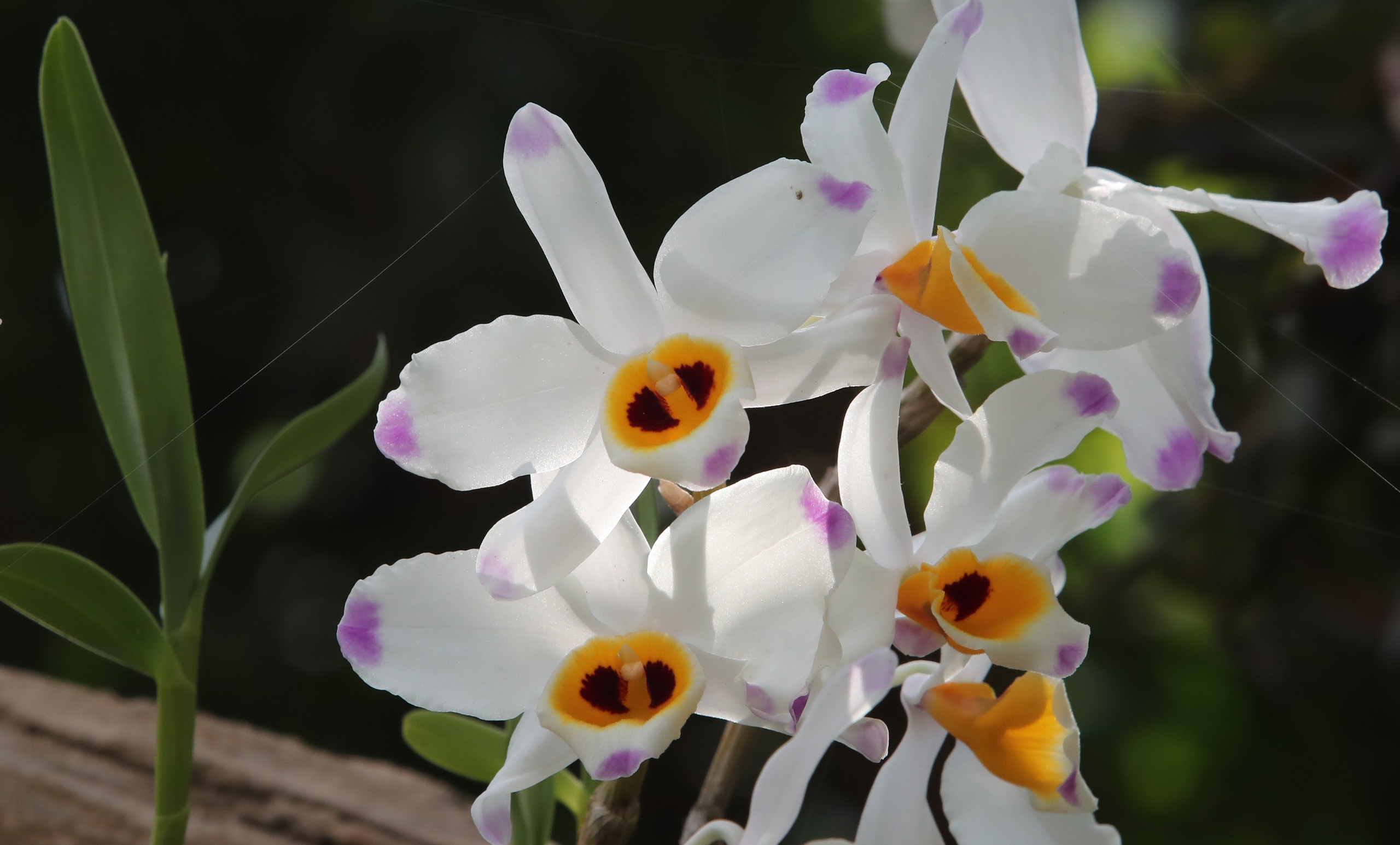 Blooming dendrobium wardianum are on display at the Kunming Botanical Garden in Yunnan Province on April 14, 2024. /IC