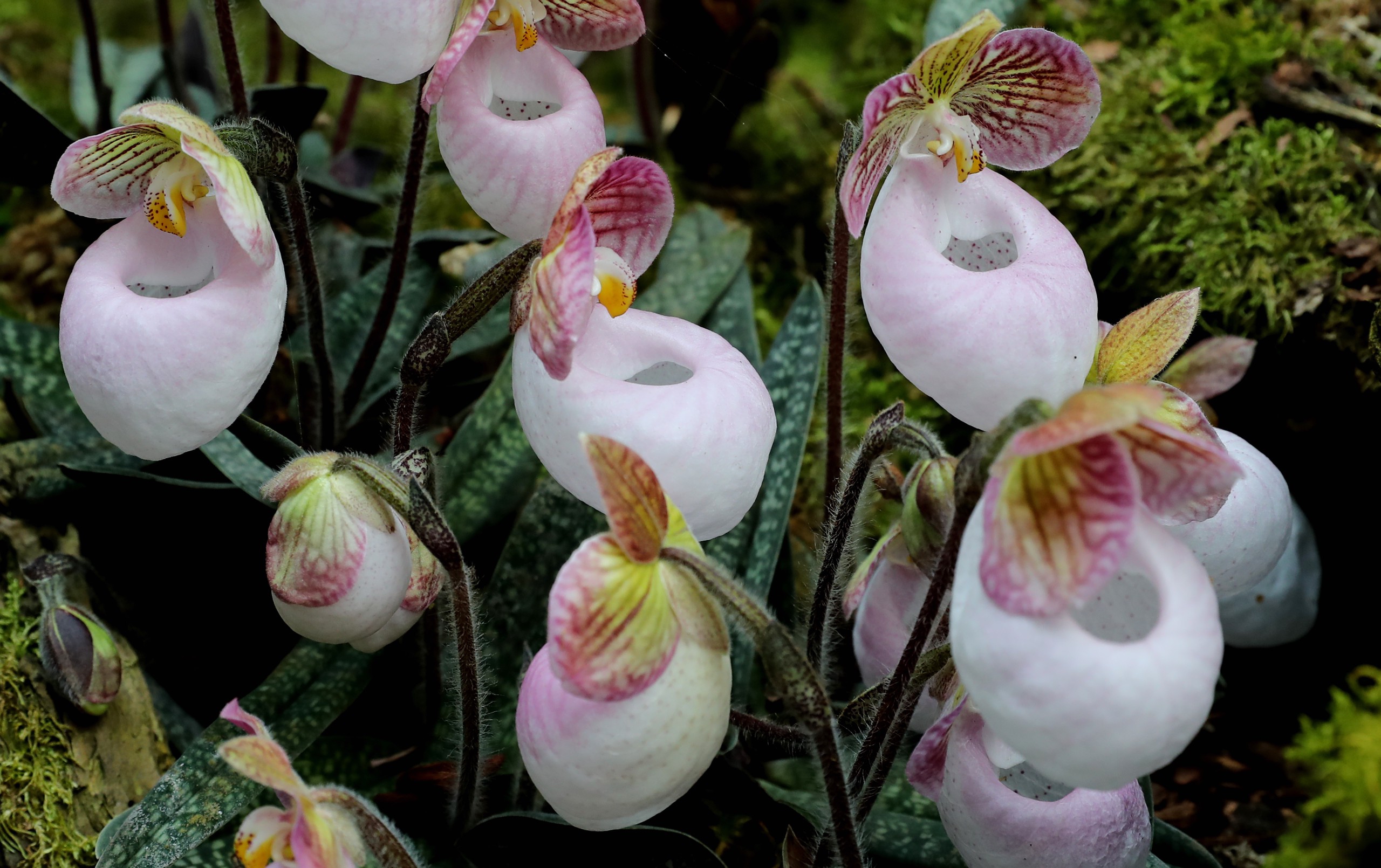 Orchid flowers are on display at the Kunming Botanical Garden in Yunnan Province on April 14, 2024. /IC