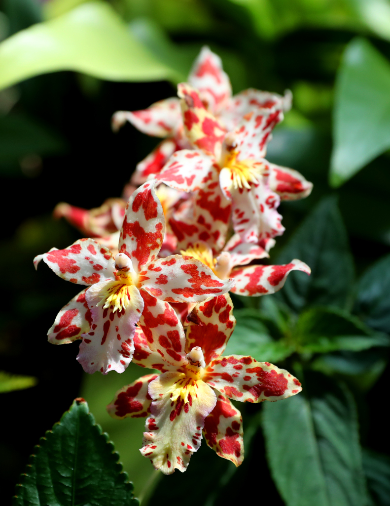 Orchids in the Kunming Botanical Garden, Yunnan Province, southwest China, April 14, 2024. /CFP