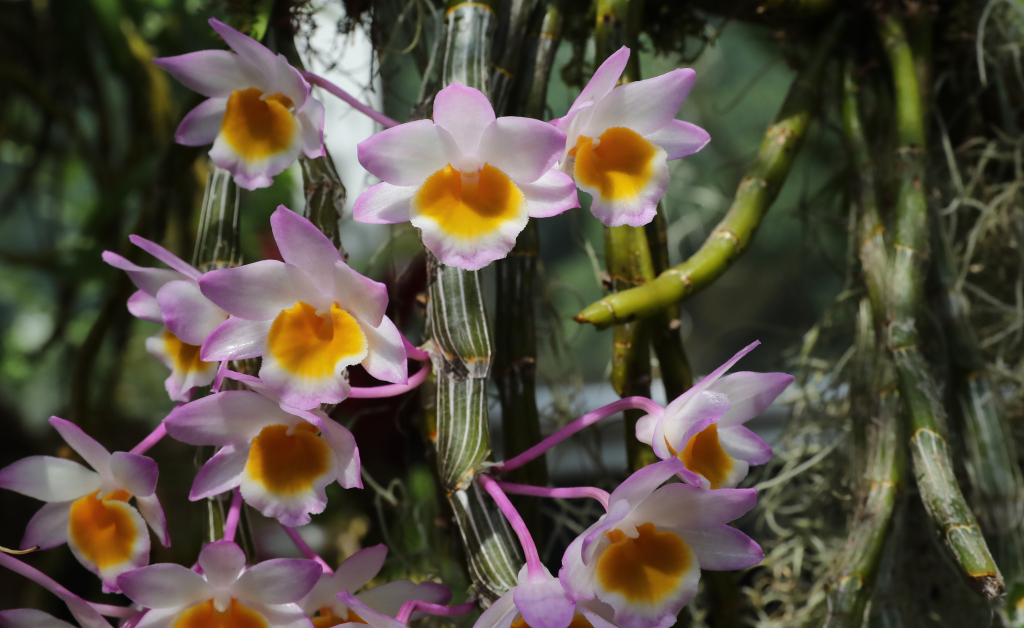 Orchids in the Kunming Botanical Garden, Yunnan Province, southwest China, April 14, 2024. /CFP