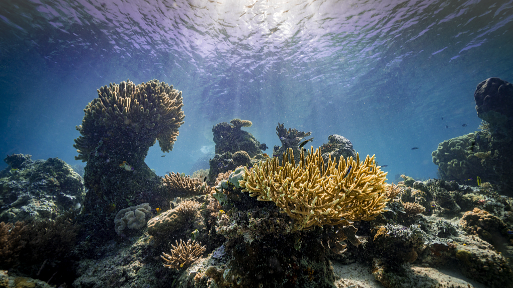 Coral reefs are experiencing mass bleaching in warming oceans globally