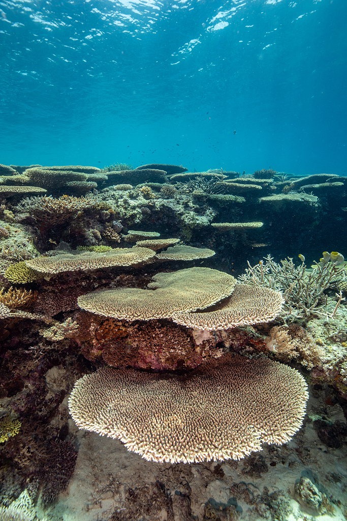 Coral reefs. /CFP