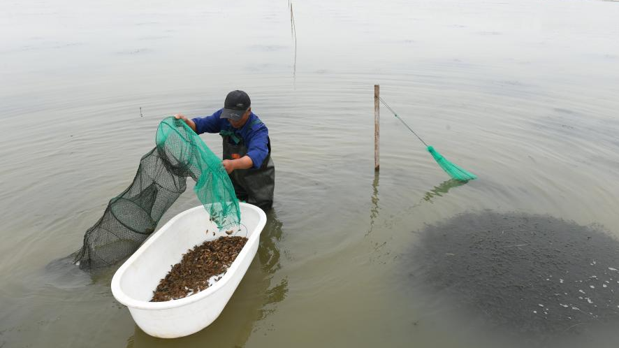 A villager works at a crayfish breeding pond in Xulou Village of Huzhou City, east China's Zhejiang Province, April 11, 2024. /Xinhua