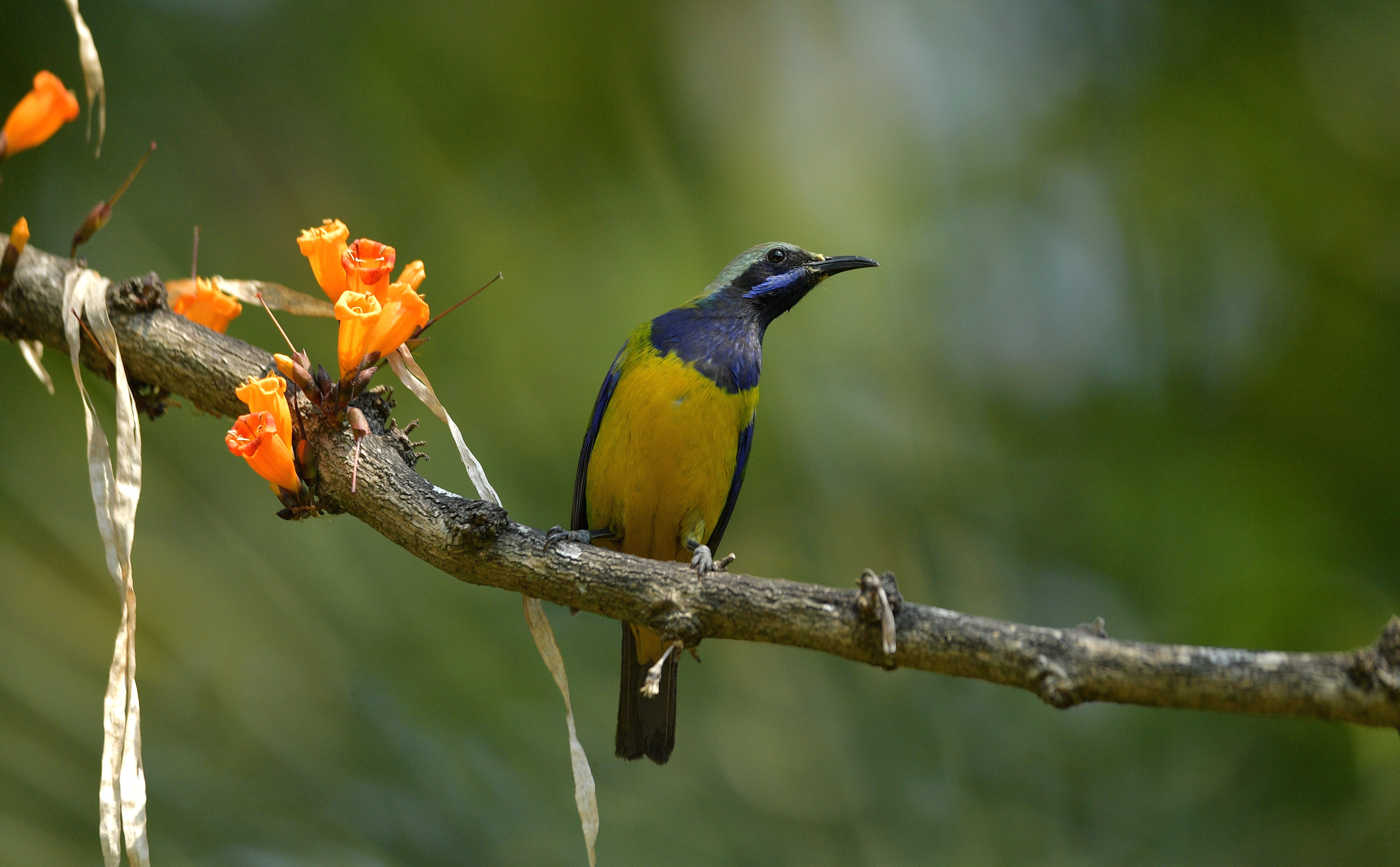 An orange-bellied leafbird in the Bawangling National Nature Reserve, Hainan Province, south China. /Lin Ge