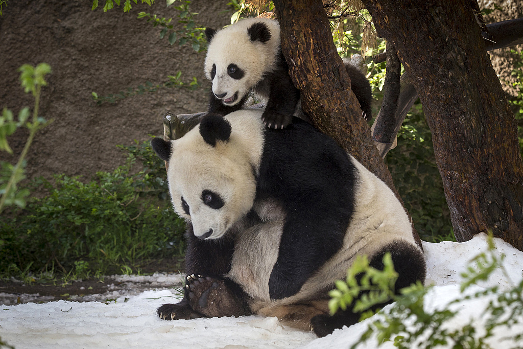 Seven-month-old Xiao Liwu frolics with his mom Bai Yun at the San Diego Zoo on March 19, 2013, San Diego, California. /CFP
