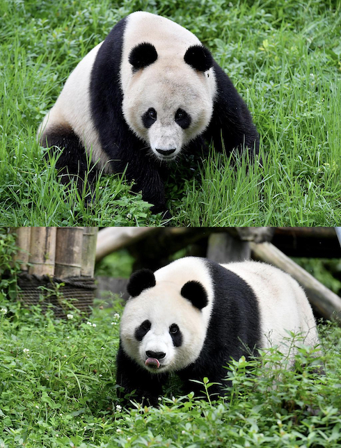 Xiao Liwu (above) and his mom Bai Yun in Chengdu, Sichuan Province, southwest China, June 27, 2019. /CFP