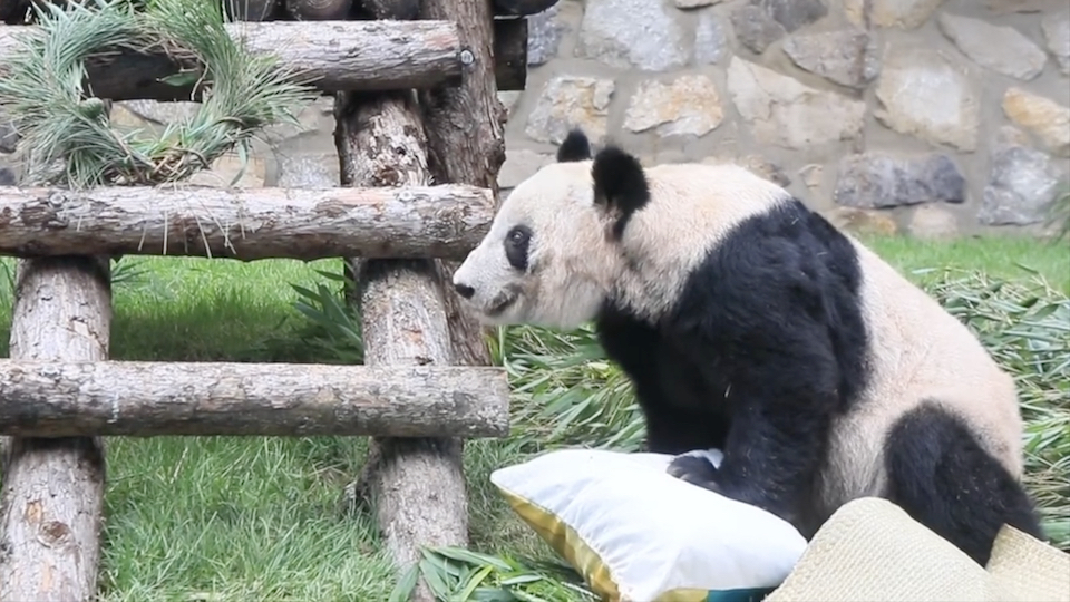 A still from the video by Beijing Zoo shows giant panda Ya Ya celebrating her 23rd birthday at Beijing Zoo on August 3, 2023.