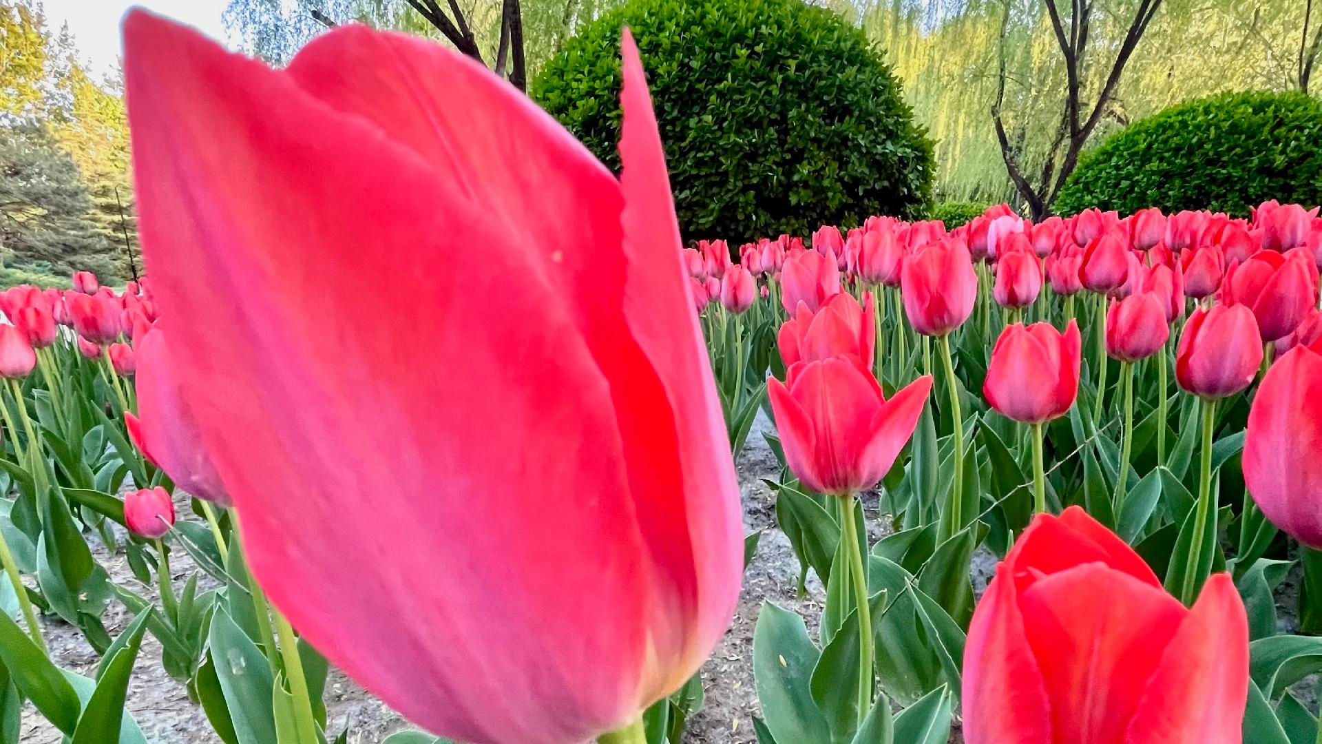 Tulips create a photogenic vista at Beijing's Chaoyang Park - CGTN