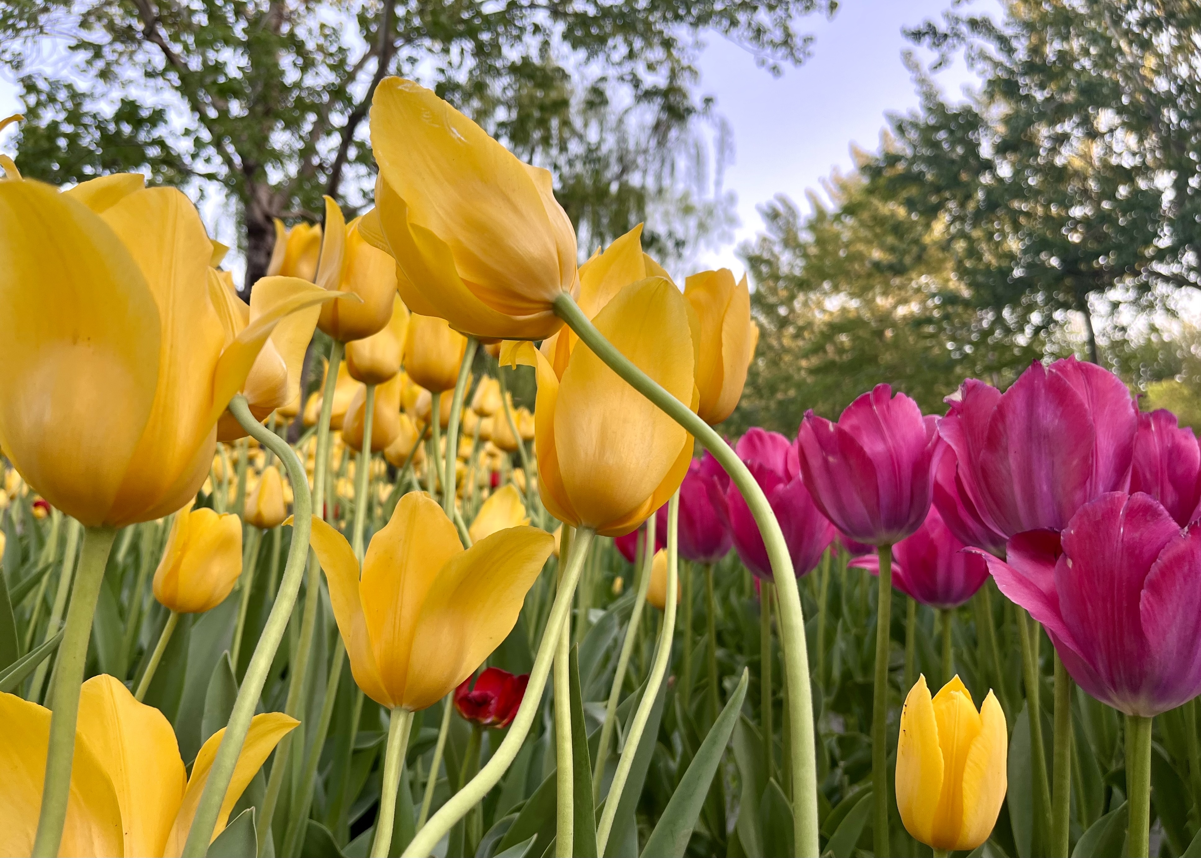 Blooming tulips are pictured at Chaoyang Park in Beijing on April 15, 2024. /CGTN