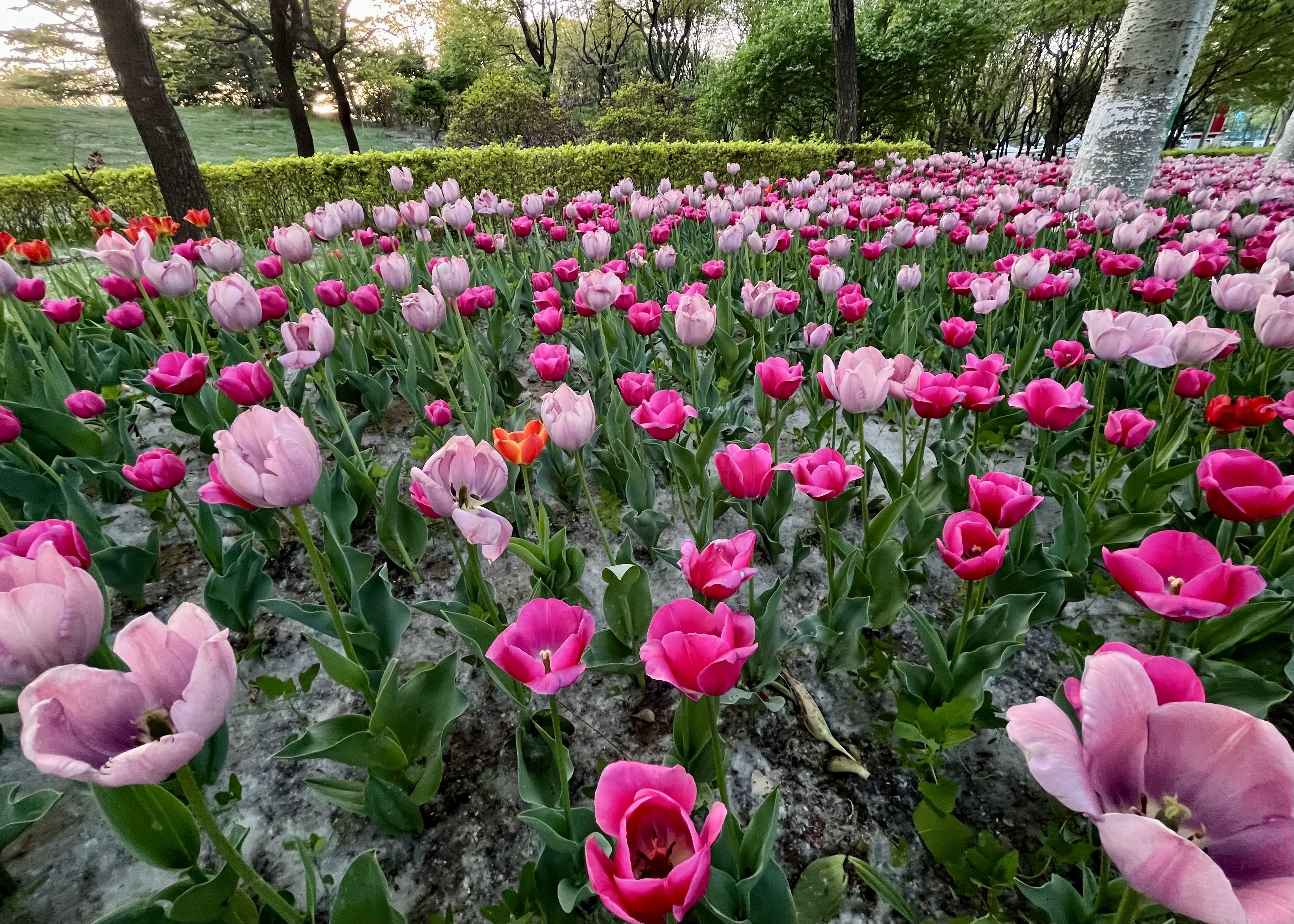Blooming tulips of different colors are pictured at Chaoyang Park in Beijing on April 15, 2024. /CGTN