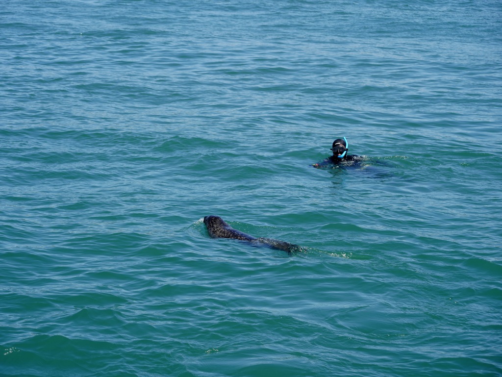 A released spotted seal swims in the waters off Dalian, northeast China's Liaoning Province, April 16, 2024. /CFP