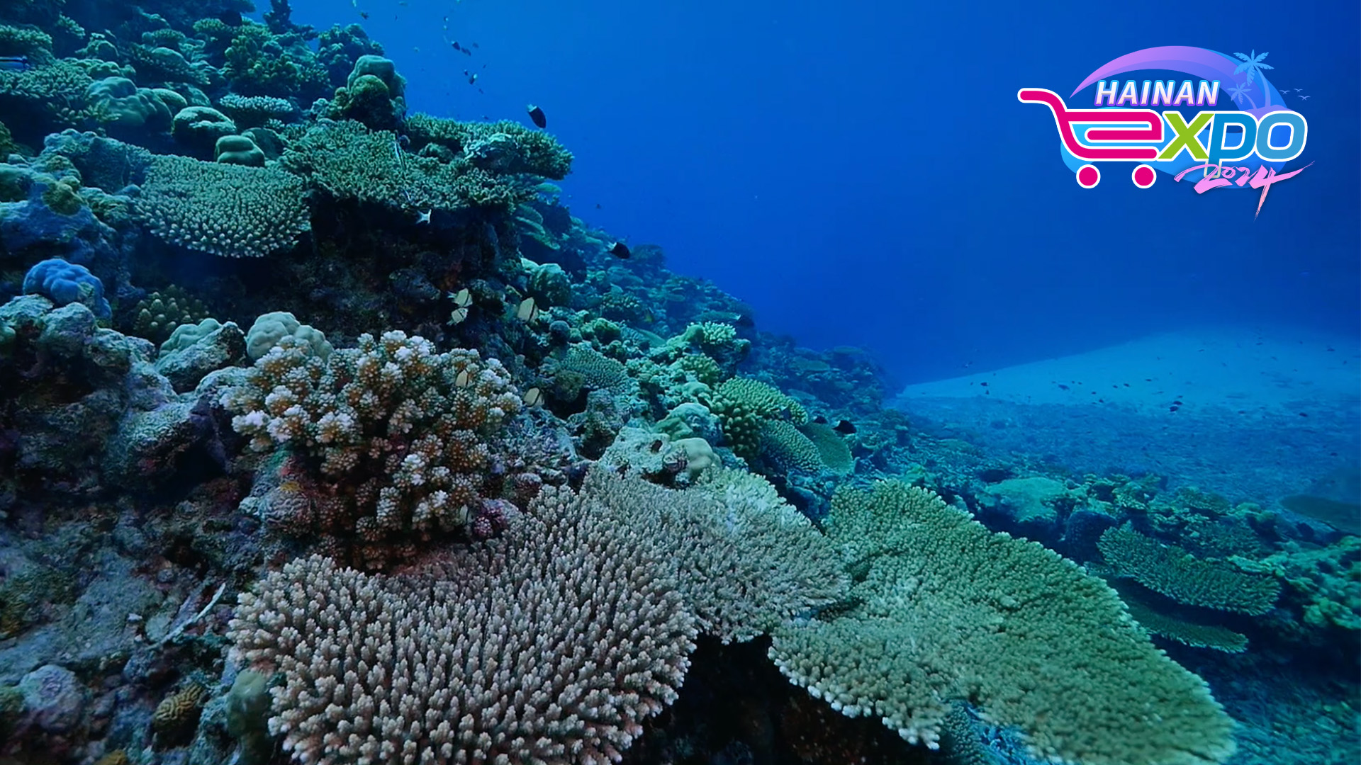 A glimpse of the amazing biodiversity in China's southernmost city