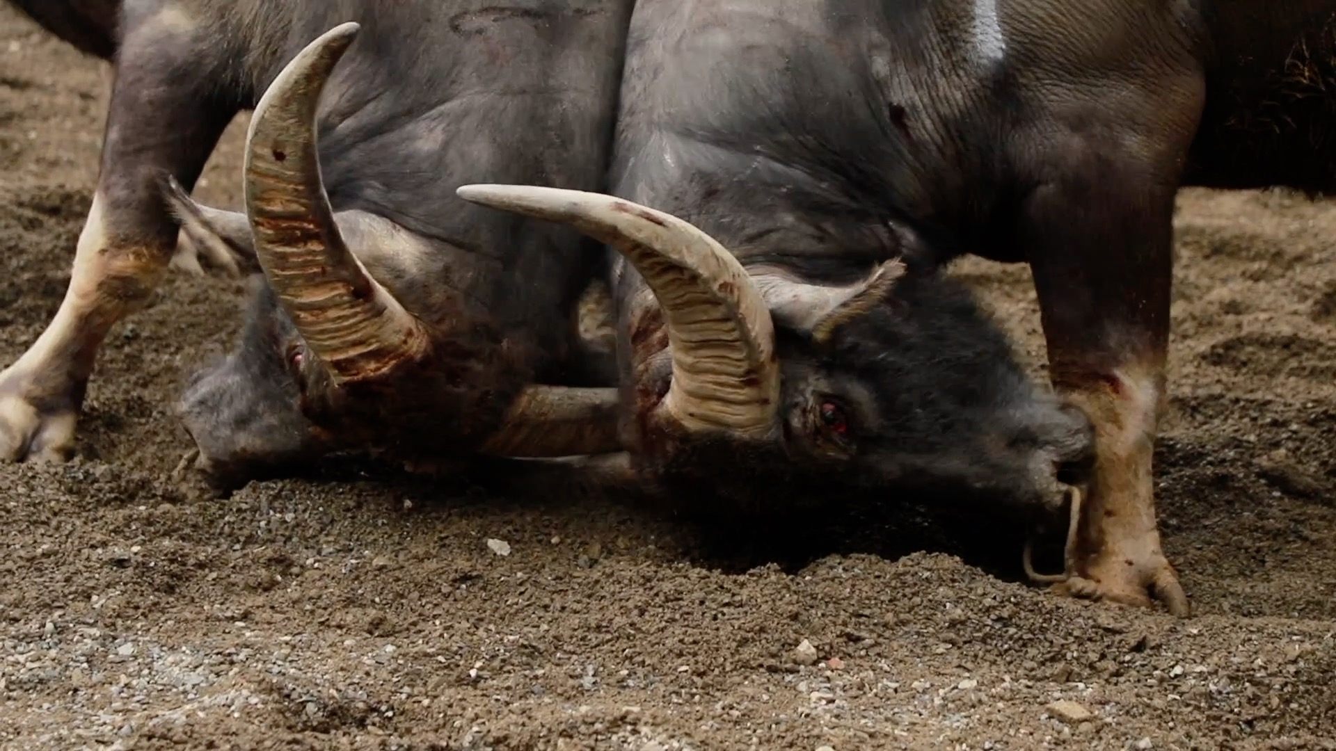 Castro's short film explores the bullfighting scene in southwest China's Guizhou Province. /Photo provided by the filmmaker