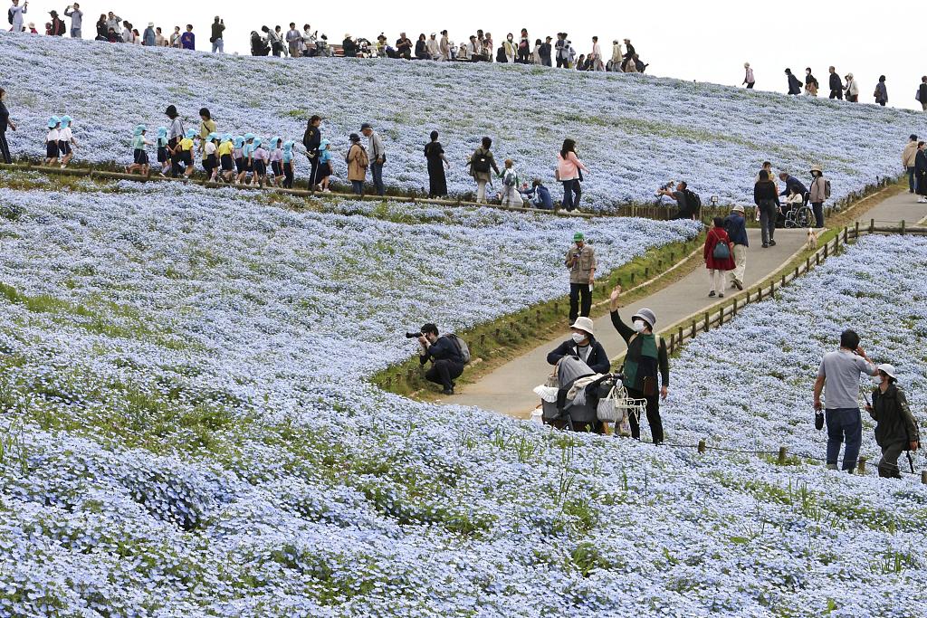 Tourists among butterfly flowers in full bloom at Hitachi Seaside Park in Hitachi City, Ibaraki Prefecture, eastern Japan, on April 18, 2024. /CFP