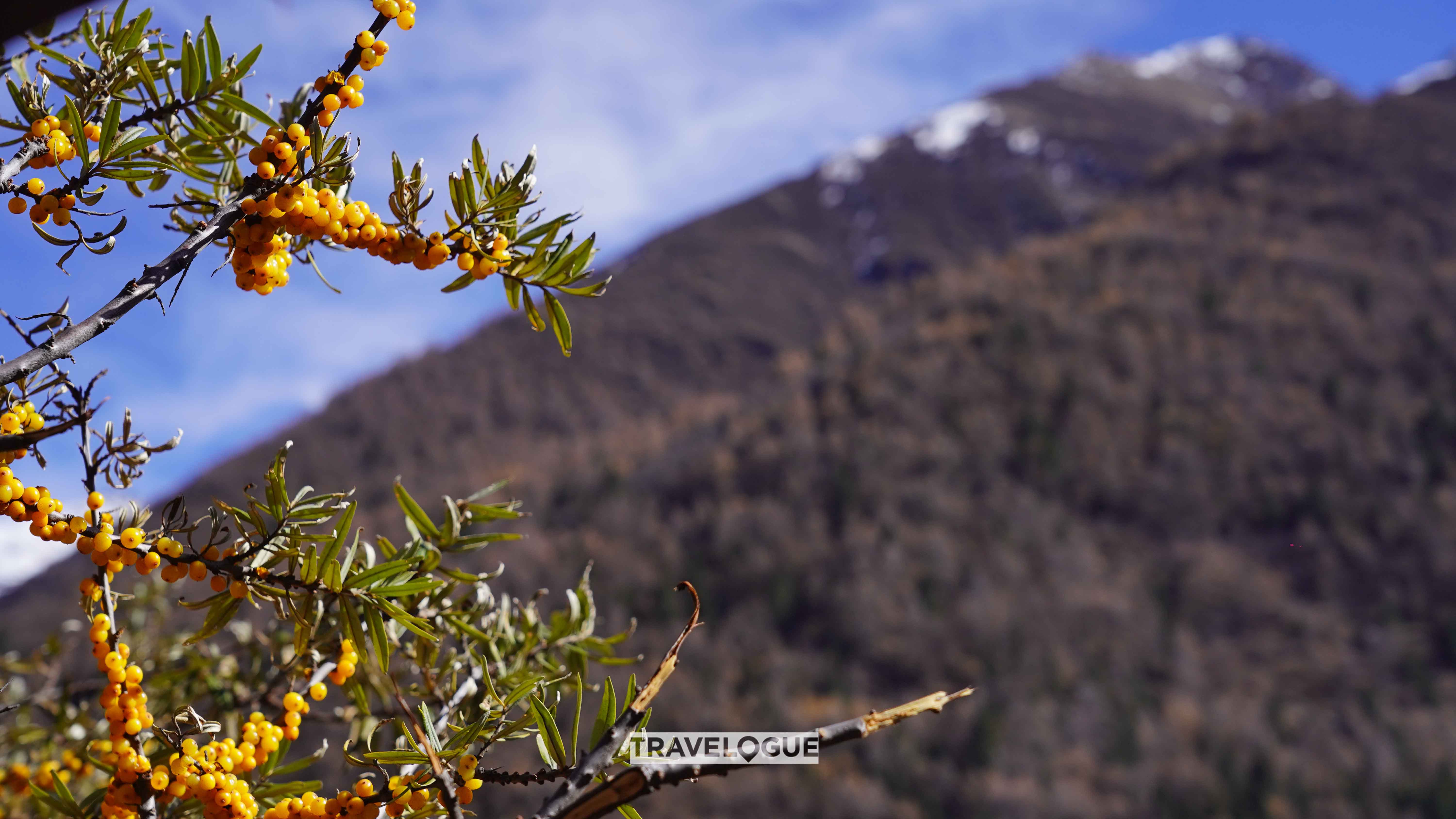 A large variety of flora and fauna can be found in the alpine valleys of Mount Sigu'niang, Sichuan Province. /CGTN