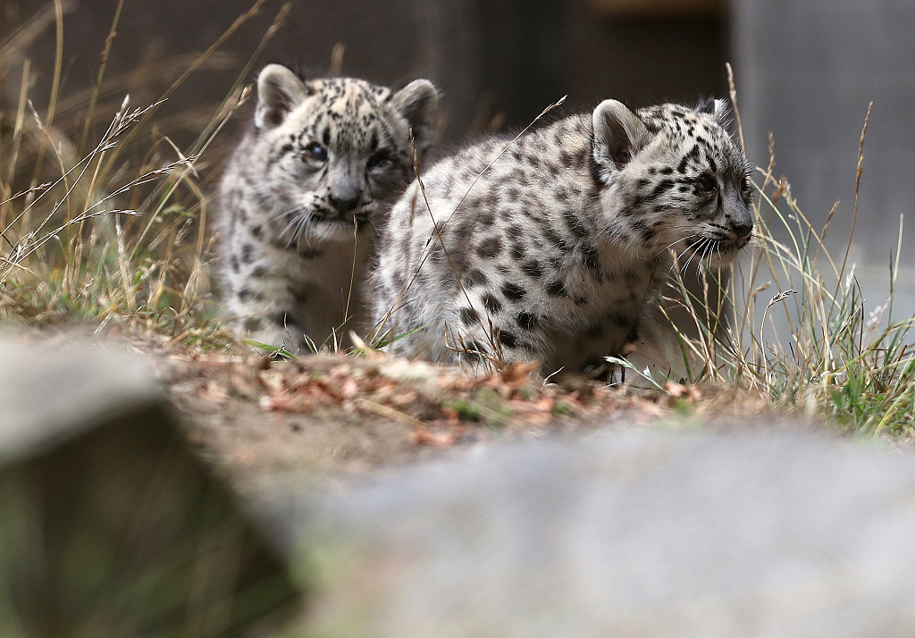 A pair of two-month-old snow leopard cubs walk around their enclosure at the San Francisco Zoo in San Francisco, California, August 9, 2018. /CFP
