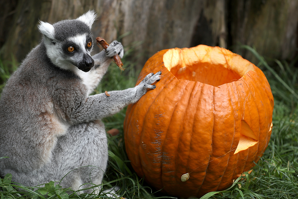 A ring-tailed lemur eats seeds out of a pumpkin before Halloween at the San Francisco Zoo in San Francisco, California, October 26, 2018. /CFP