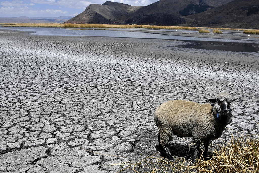 A sheep stands on cracked earth in Lake Titicaca, shared by Bolivia and Peru, on September 22, 2023. /CFP