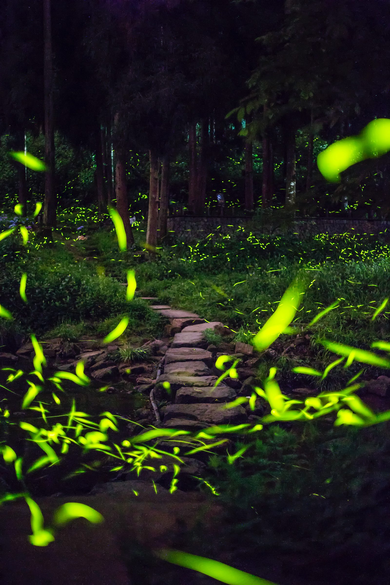 The forest is dotted with mesmerizing lights of fireflies at the Tiantai Mountain scenic area in Qionglai, Sichuan Province. /Provided to CGTN by Qionglai Branch Venue of International Horticultural Exhibition 2024 Chengdu
