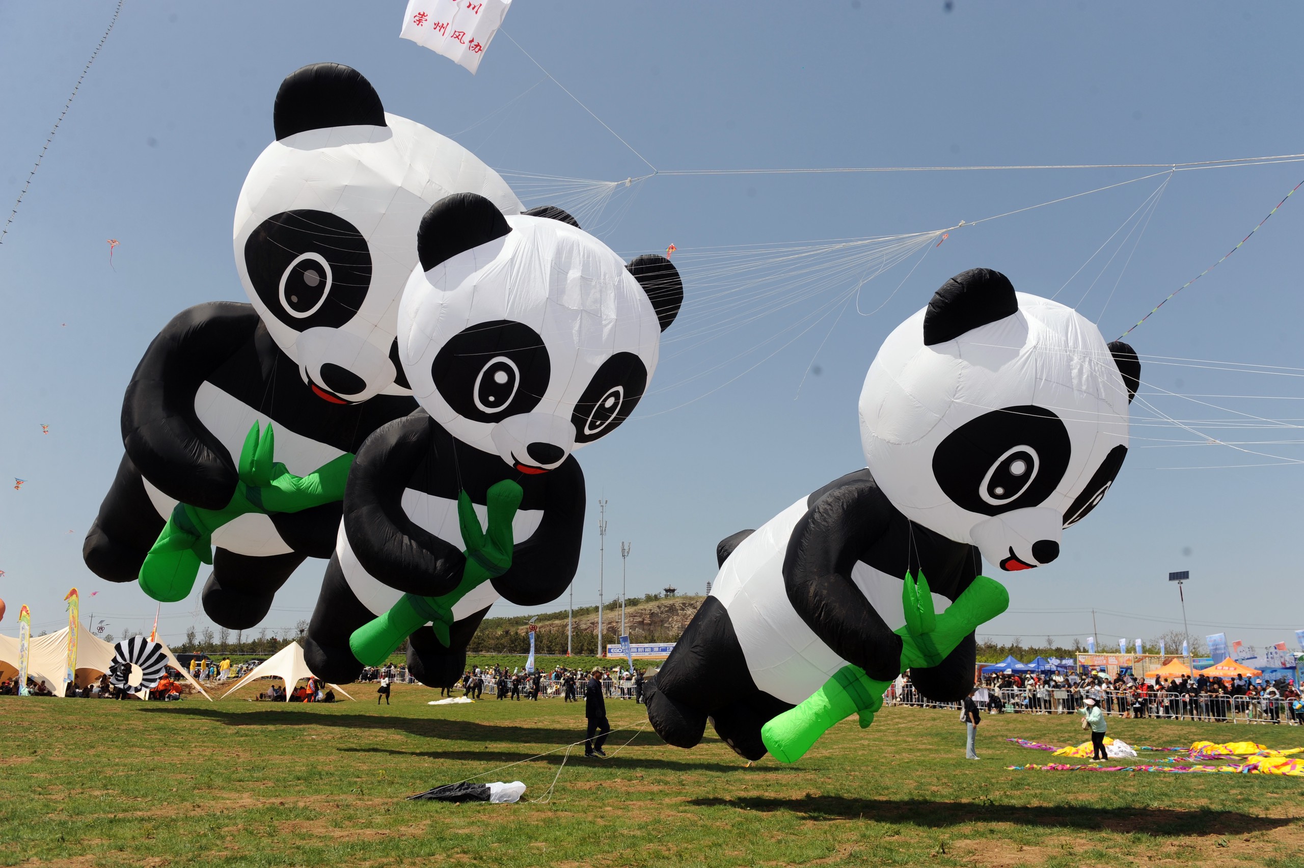 Panda-shaped kites are pictured during the 20th World Kite Championship held in Weifang, Shandong Province on April 20, 2024. /IC