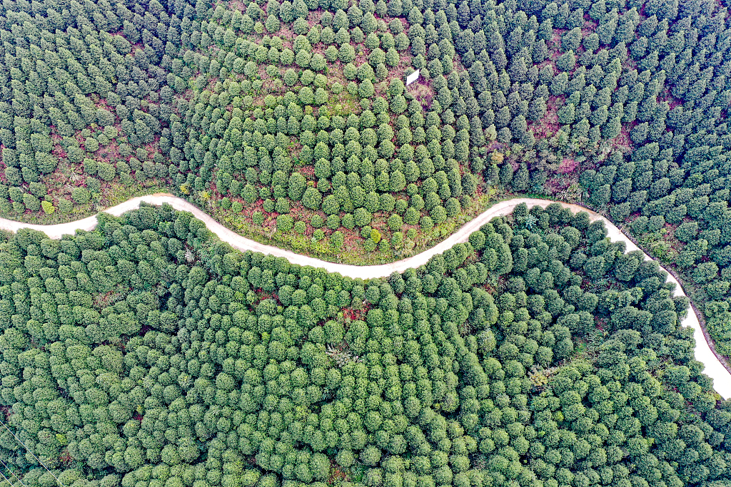 Oil cinnamon plantations developed under the Shan-Shui Initiative in Guang'an City, Sichuan Province, southwest China, October 23, 2023. /CFP