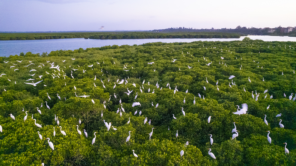 Egrets perch in the mangroves at the Dongzhai Port National Nature Reserve, Haikou City, Hainan Province, south China, November 9, 2023. /CFP