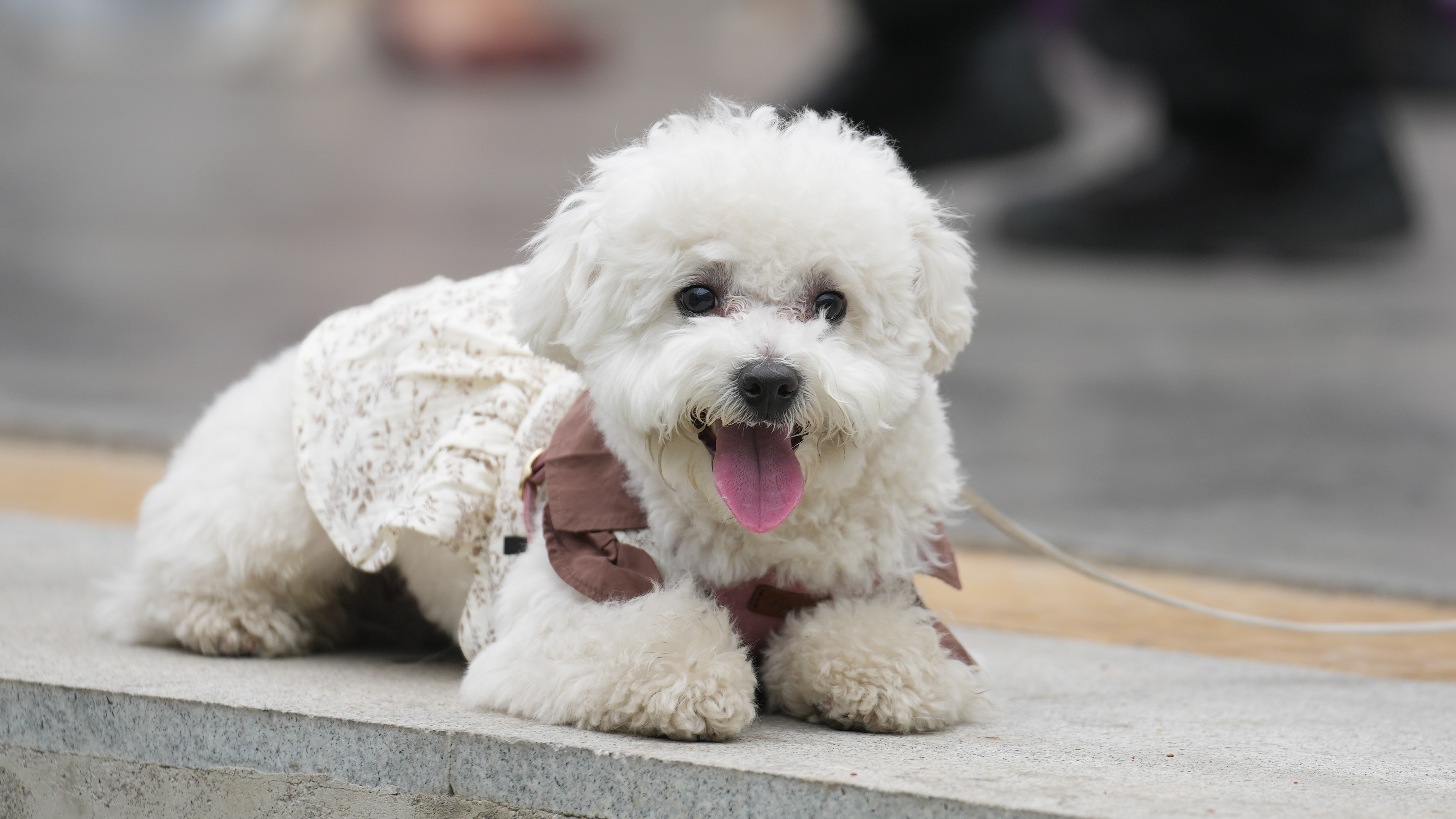 A dog pictured in clothes. /Chen Bo